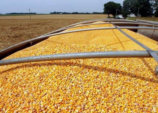 آغاز تحقیق و تفحص از وزارت جهاد در مسئله نهاده‌های دامی