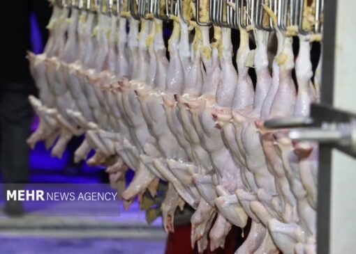 ریشه‌یابی نابسامانی بازار مرغ و افزایش سرسام‌آور قیمت‌ها در قم