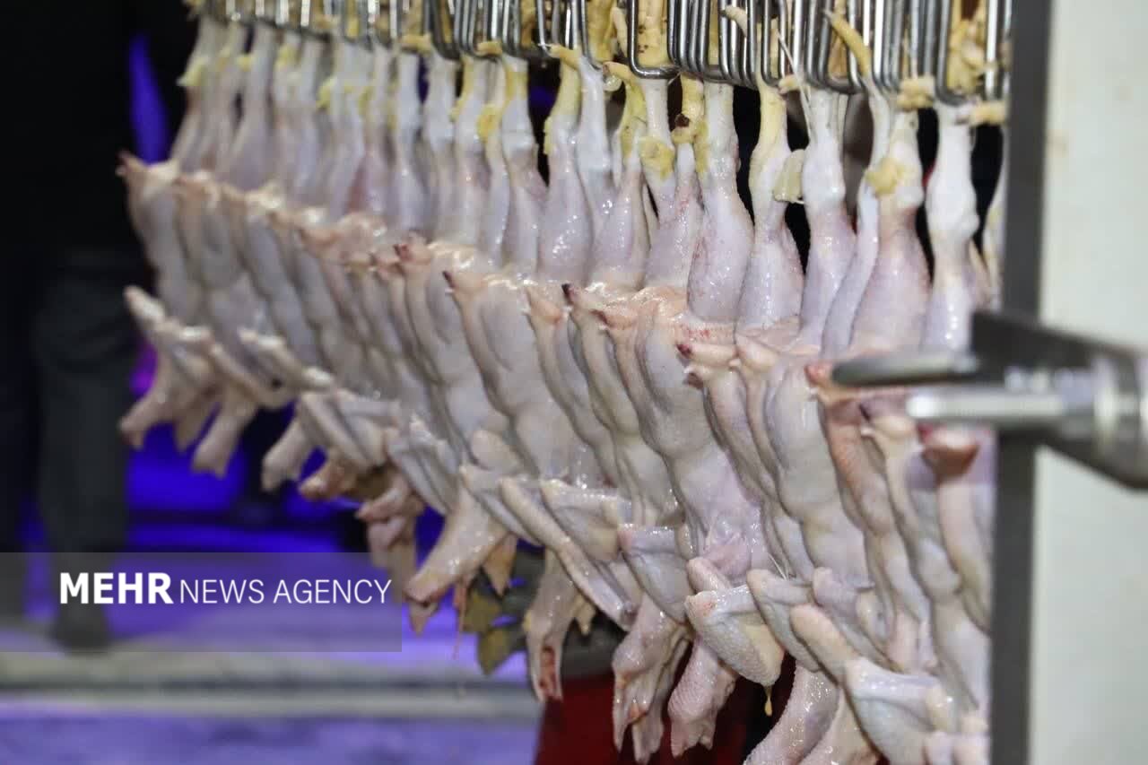 ریشهیابی نابسامانی بازار مرغ و افزایش سرسامآور قیمتها در قم