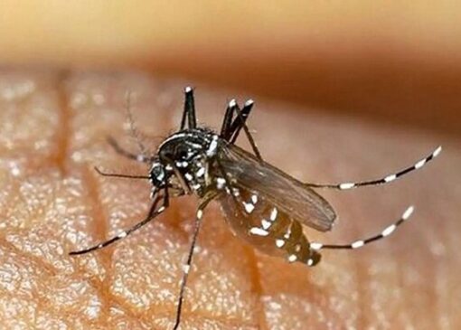 شمار مبتلایان به تب دنگی در هرمزگان به ۸۷ تَن رسید