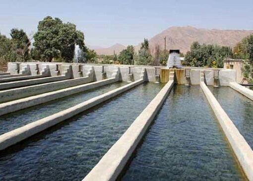 گوزلی: رونق پرورش ماهی با عرقیات گیاهی در آذربایجان شرقی