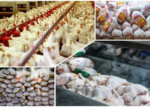 گرانی مرغ از مزرعه تا سفره؛ چرا هزینه تولید در گیلان بالا رفت؟