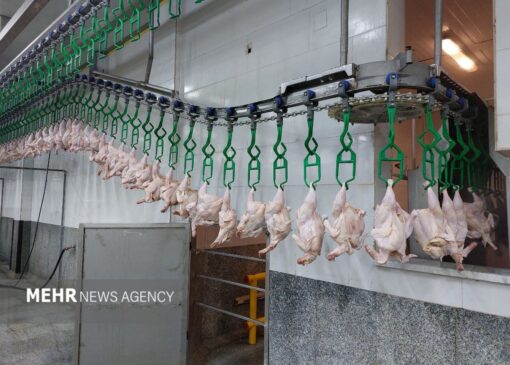 تکذیب کاهش آمار جوجه‌ریزی؛ تولید ماهانه ۱۵۰ میلیون قطعه جوجه