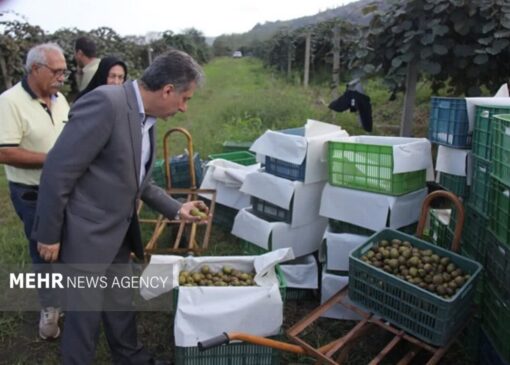 تولید سالانه ۴۵ هزار تن کیوی در رودسر به گفته مرادی