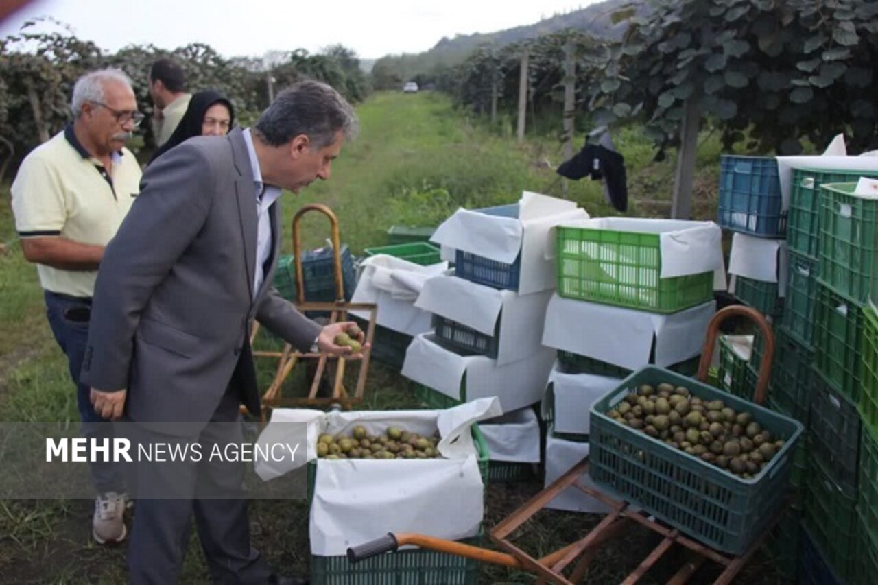 تولید سالانه ۴۵ هزار تن کیوی در رودسر به گفته مرادی