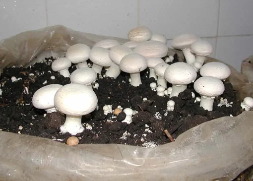 قارچ توسط صنایع گران تر به فروش می‌رسد