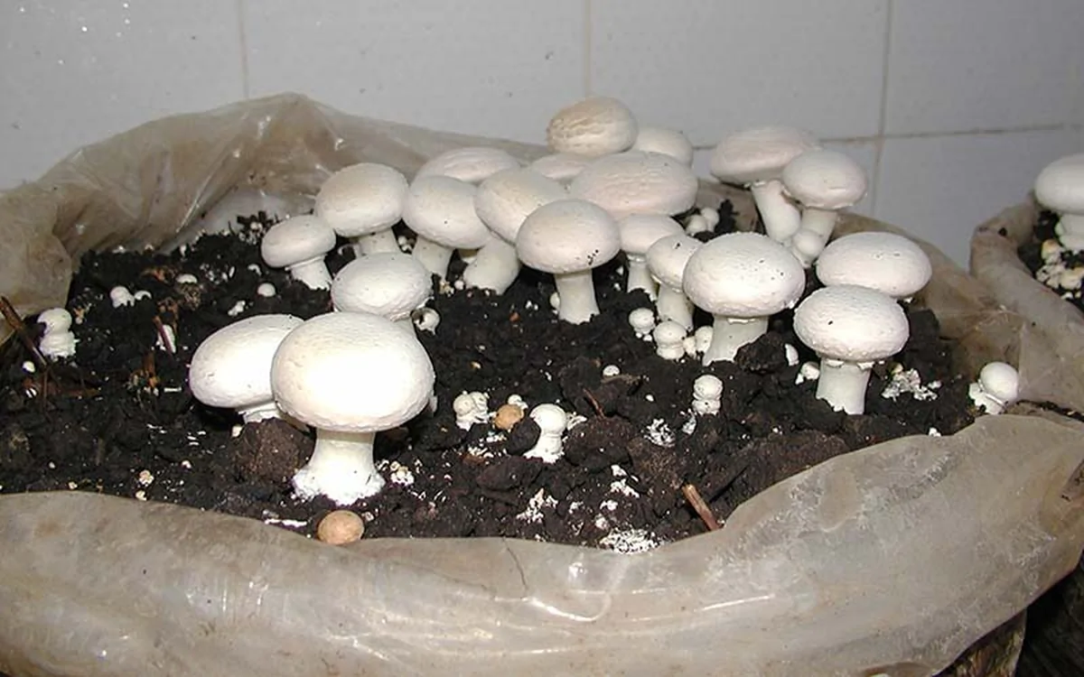 قارچ توسط صنایع گران تر به فروش میرسد