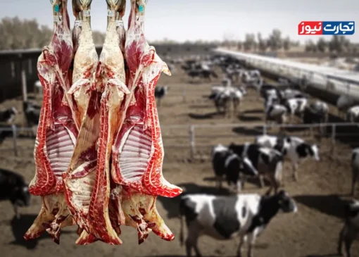 دست‌های پشت پرده عامدانه قیمت گوشت را افزایش می‌دهند؟ / قیمت نهایی گوشت فقط به نرخ فروش دام زنده محدود نمی‌شود