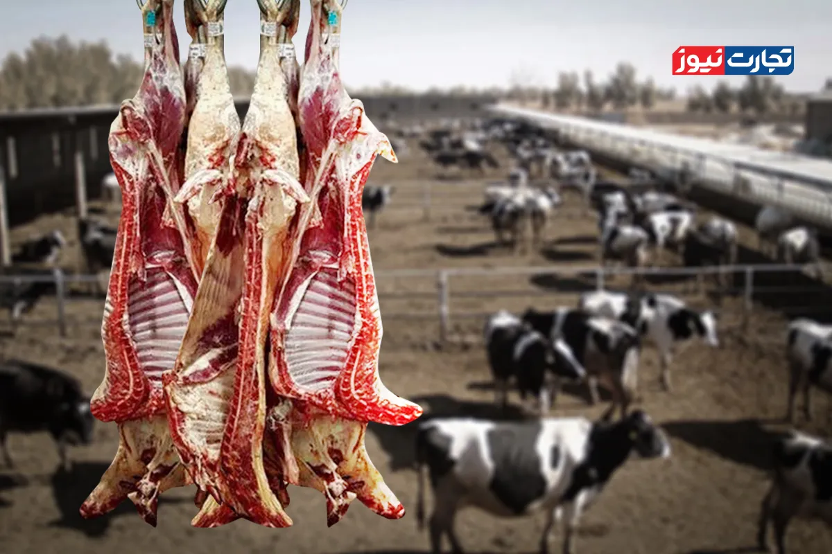 دست‌های پشت پرده عامدانه قیمت گوشت را افزایش می‌دهند؟ / قیمت نهایی گوشت فقط به نرخ فروش دام زنده محدود نمی‌شود