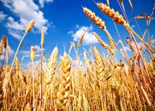 قیمت تضمینی گندم هنوز رسمی نشده است