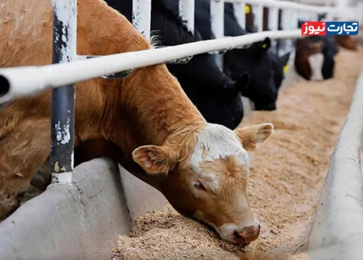 قیمت دام زنده امروز ۲۸ مهر 1404 + جدول