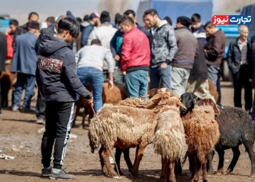 قیمت دام زنده امروز 1 آبان 1404 + جدول