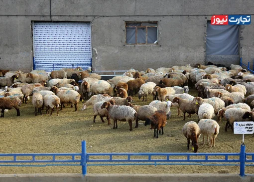 قیمت دام زنده امروز ۸ آبان 1404 + جدول