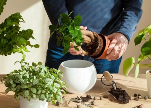 با این 5 راهکار ساده از شر کپک خاک گلدان خلاص شوید