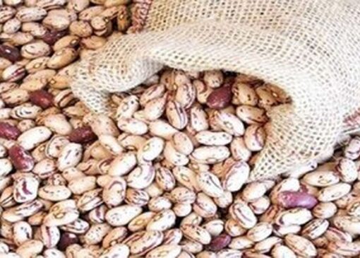 صرفه جویی ارزی با خرید لوبیا به دلار آمریکا!