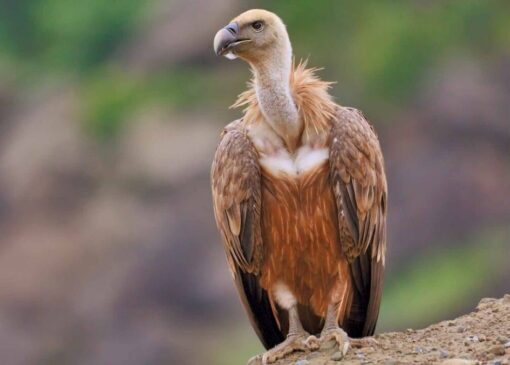 پرواز دوباره کرکس مصدوم بر فراز ارتفاعات گردنه حیران آستارا (فیلم)