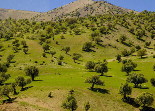 ۱۰ گردهمایی ائمه جمعه در راستای فرهنگ منابع طبیعی برگزار شده است