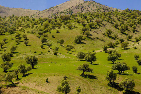 ۱۰ گردهمایی ائمه جمعه در راستای فرهنگ منابع طبیعی برگزار شده است