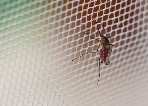 شناسایی ۲۱۲ فرد مبتلا به تب دنگی در هرمزگان