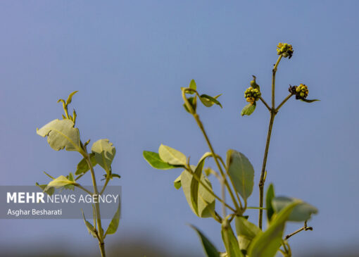 پنج هزار نهال حَرّا در روستای جهانی سهیلی جزیره قشم کاشته شد