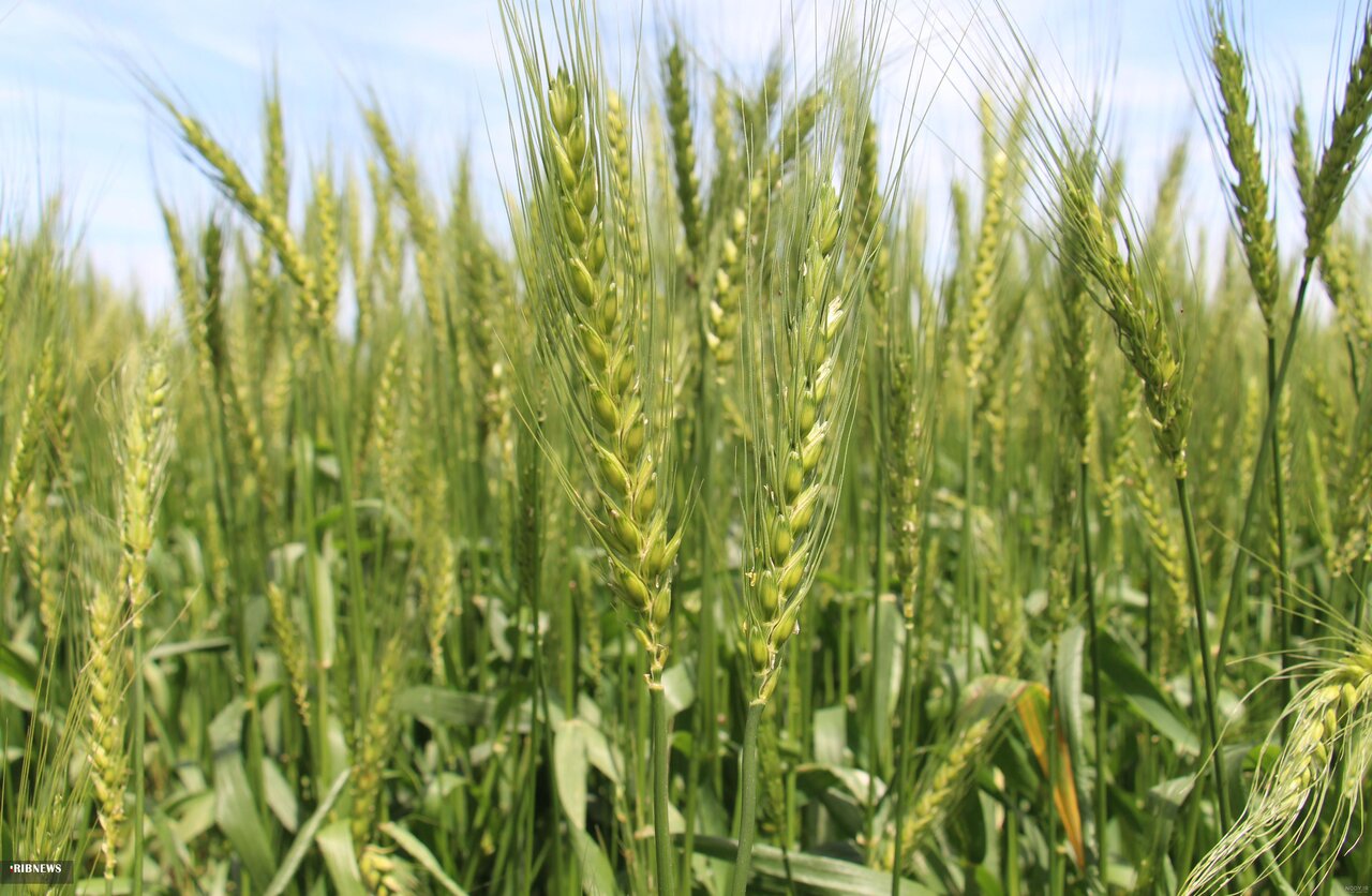 ۱۰ هزار هکتار اراضی حاجی آباد زیر کشت گندم رفت