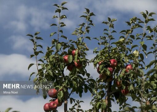 خداوردی: ۲۸ هزار هکتار باغ استان زنجان تک‌محصولی است