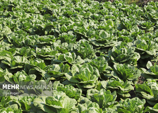 لزوم استفاده از سیستم‌های نوین آبیاری در مزارع سبزی و صیفی