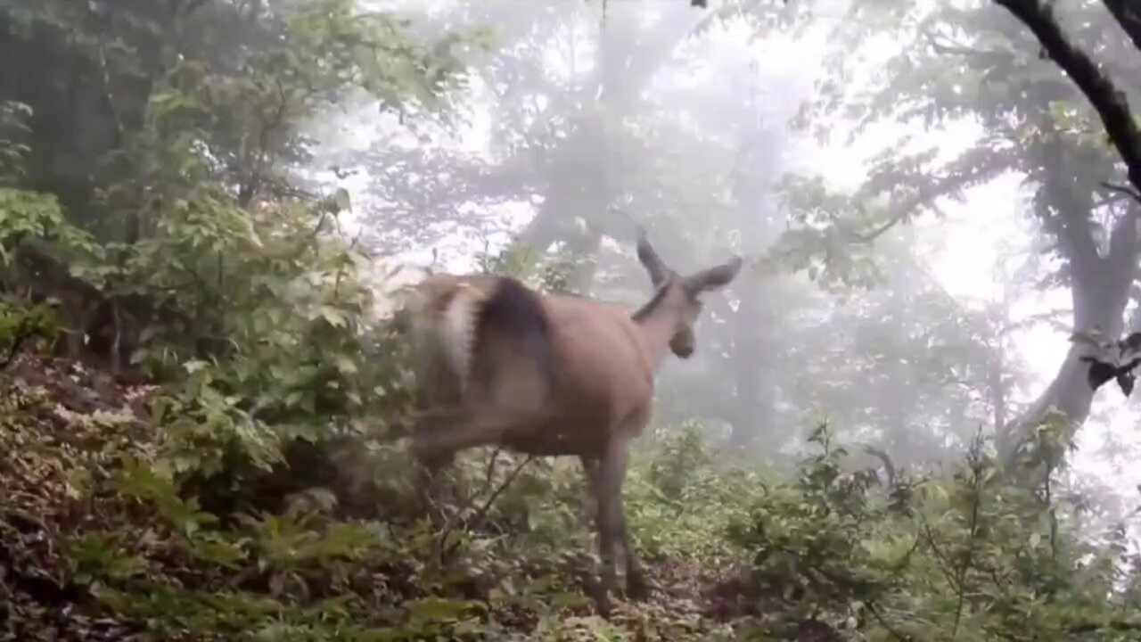 برنامههای جدید برای حفاظت و بهرهبرداری از منابع ژنتیکی حیاتوحش