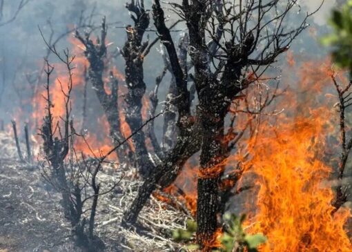 وقوع آتش‌سوزی در جنگل‌های دراکین چالوس