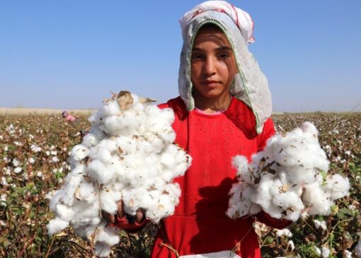 اینفوگرافیک؛ فارس نگین تولید پنبه در ایران