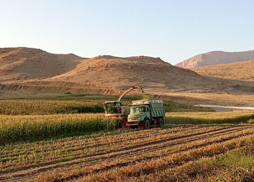 آغاز برداشت ذرت علوفه‌ای در اراضی آبی ثلاث باباجانی