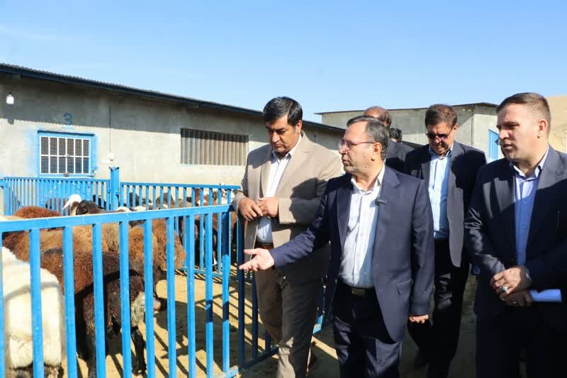 مشکل تأمین نهاده‌های دامی در لرستان به‌زودی حل می‌شود