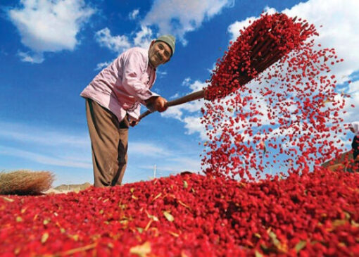 ایجاد ۴۰۰ بارگاه زرشک خراسان جنوبی در مسیر تحول با بنیاد علوی