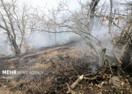 محمدی: شعله‌های آتش در ۶.۵ هکتار از جنگل های الیت مهار شد