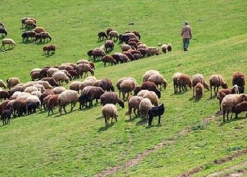 دستگیری متخلف تعلیف غیرمجاز در منطقه حفاظت‌شده باشگل