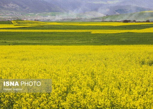 ۴۵۰۰ هکتار از اراضی زراعی کرمانشاه زیر کشت کلزا می‌رود