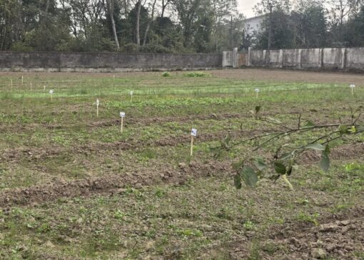 اجرای رویداد ترویجی کشت پاییزه در اراضی کشاورزی آستانه اشرفیه