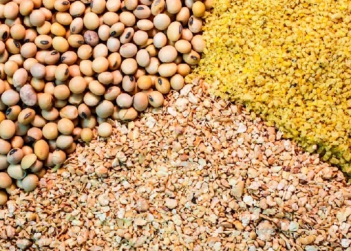 سیگنال ارزی به بازار دام و طیور؛ ۳۰۰ میلیون یورو در راه است