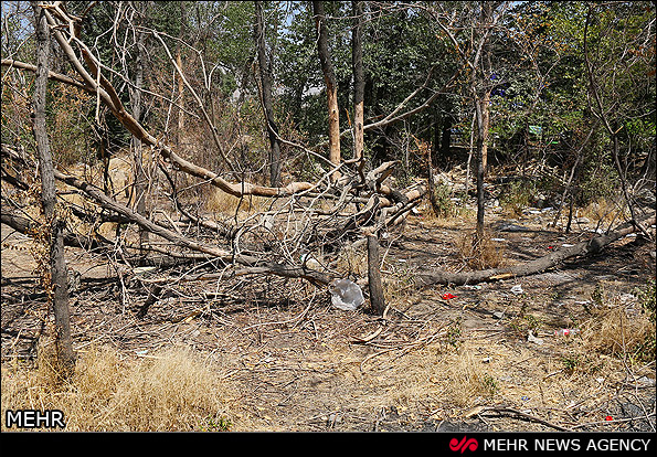 زمانی پور: خشکیدگی ۱۰ هزار درخت در پارک چیتگر بر اثر سوسک پوست‌خوار