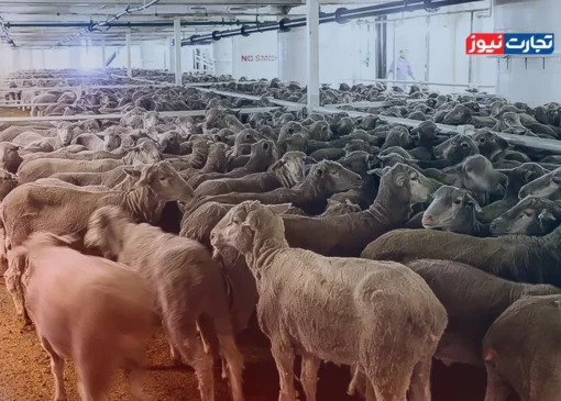 قیمت دام زنده امروز ۱۵ آبان 1404 + جدول